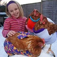 Скільки коштує жива курка (жива) Скільки коштує жива курка