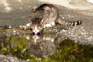 Скільки кішка п'є води роль води в харчуванні кішки, місто кішок (кішка п'є воду) Скільки кішка п'є води роль води в харчуванні кішки, місто кішок