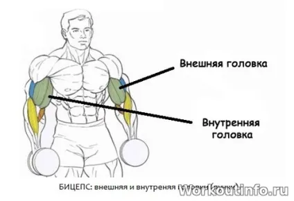 Лава Скотта допоможе зробити біцепс довше - street workout - тренування з власною вагою (допоможе) Лава Скотта допоможе зробити біцепс довше - street workout - тренування з власною вагою