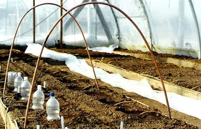 Скоростиглі сорти томатів для відкритого грунту
