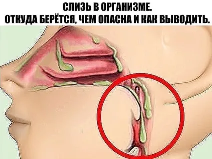 Слиз в організмі
