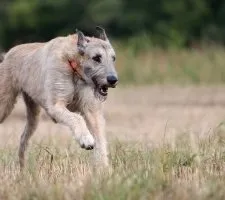 Собака ірландський вовкодав опис породи, фото, ціна цуценят, відгуки (назва) Собака ірландський вовкодав опис породи, фото, ціна цуценят, відгуки
