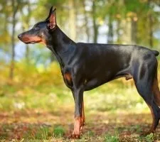 Собака доберман пінчер опис породи, фото, ціна цуценят, відгуки (породи) Собака доберман пінчер опис породи, фото, ціна цуценят, відгуки