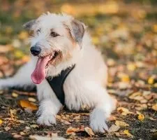 Собака ірландський вовкодав опис породи, фото, ціна цуценят, відгуки (відгуки) Собака ірландський вовкодав опис породи, фото, ціна цуценят, відгуки