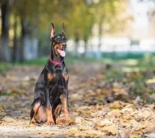 Собака доберман пінчер опис породи, фото, ціна цуценят, відгуки (доберман) Собака доберман пінчер опис породи, фото, ціна цуценят, відгуки