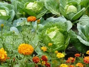 Змішані грядки декоративний город (город) Змішані грядки декоративний город