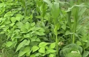 Змішані посадки овочів схеми для органічних грядок