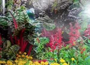 Змішані посадки овочів схеми для органічних грядок
