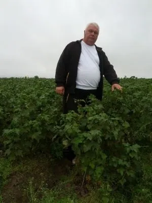 Спочатку все доводилося робити своїми руками, розплідник плодово-ягідних культур СФГ «алекс і н» (полуниця) Спочатку все доводилося робити своїми руками, розплідник плодово-ягідних культур СФГ «алекс і н»