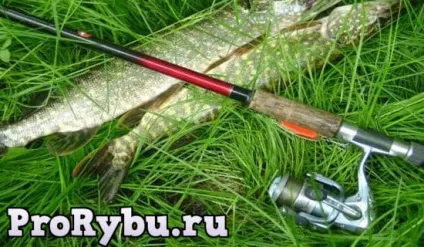 Снасті для лову щуки, про риболовлю - секрети риболовлі (снасті лову щуки) Снасті для лову щуки, про риболовлю - секрети риболовлі