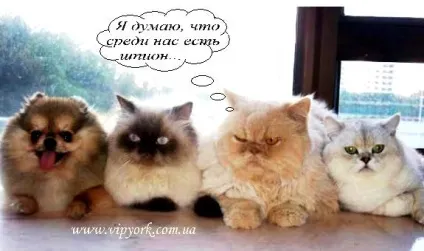 Собака і кішка в будинку