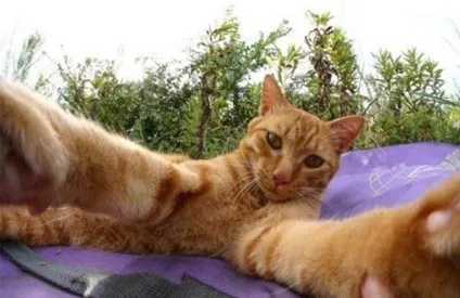 Snapcat - додаток для котів і кішок під android