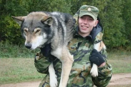 Собака волкособ - пес спеціального призначення