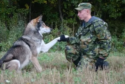 Собака волкособ - пес спеціального призначення