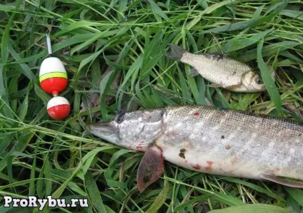 Снасті для лову щуки, про риболовлю - секрети риболовлі (лову щуки живця) Снасті для лову щуки, про риболовлю - секрети риболовлі