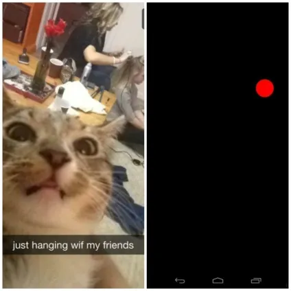 Snapcat - додаток для котів і кішок під android