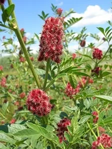 Солодка, лікування коренем солодки, лікування солодкой (коренем) Солодка, лікування коренем солодки, лікування солодкой