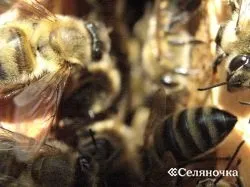 З'єднання бджолиних сімей - Селяночка - портал для фермерів, сільське господарство, тваринництво, (кладуть газетний папір) З'єднання бджолиних сімей - Селяночка - портал для фермерів, сільське господарство, тваринництво,