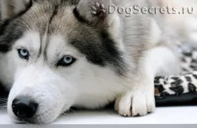 Зміст сибірської хаскі в квартирі (тримати хаскі квартирі) Зміст сибірської хаскі в квартирі