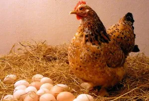 Зміст курчат несучок в домашніх умовах (несучок) Зміст курчат несучок в домашніх умовах