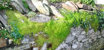 Солейролія (гелксина) - догляд, фото (повітря дуже висока) Солейролія (гелксина) - догляд, фото