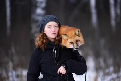 Зміст домашніх лисиць