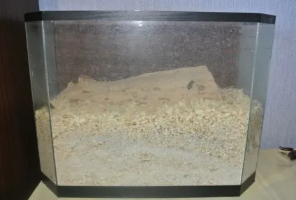 Зміст і розведення зофобоса (zophobas morio), поради новачкам (зофобоса) Зміст і розведення зофобоса (zophobas morio), поради новачкам