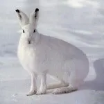 Полювання на зайця, в тч взимку відео (вздвойки слід часто) Полювання на зайця, в тч взимку відео
