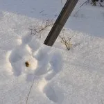 Полювання на зайця, в тч взимку відео (вздвойки слід часто) Полювання на зайця, в тч взимку відео