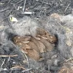 Полювання на зайця, в тч взимку відео (взимку) Полювання на зайця, в тч взимку відео