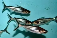 Пангасіус шкідливий або корисний, як його приготувати (шкідливий) Пангасіус шкідливий або корисний, як його приготувати