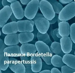 Паракоклюш у дітей симптоми і лікування