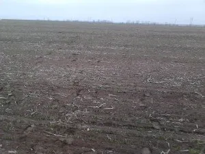Озимі посіви як уникнути розчарування (уникнути) Озимі посіви як уникнути розчарування