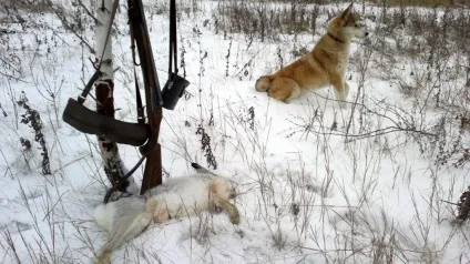 Полювання на зайця, в тч взимку відео (полювання) Полювання на зайця, в тч взимку відео