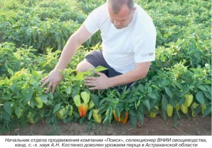 Овочівництво югаУкаіни, картопля і овочі