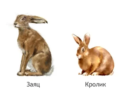 Полювання на зайця, в тч взимку відео (полювання) Полювання на зайця, в тч взимку відео