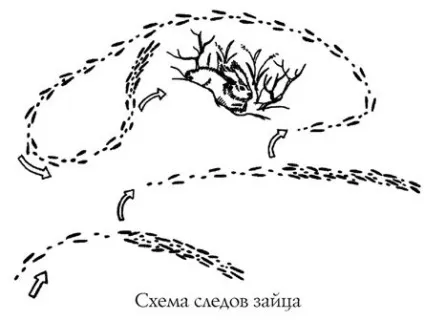 Полювання на зайця, в тч взимку відео (вздвойки слід часто втрачають) Полювання на зайця, в тч взимку відео
