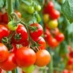 Сорти томатів з фото і описом для середньої смуги (сорти) Сорти томатів з фото і описом для середньої смуги