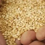 Сорти томатів і опису для середньої смуги (смуги) Сорти томатів і опису для середньої смуги