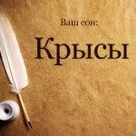 Сонник щури і кішки разом уві сні бачити до чого сняться (сонник) Сонник щури і кішки разом уві сні бачити до чого сняться