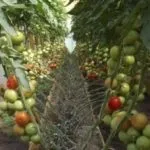 Сорти томатів і опису для середньої смуги (середній) Сорти томатів і опису для середньої смуги