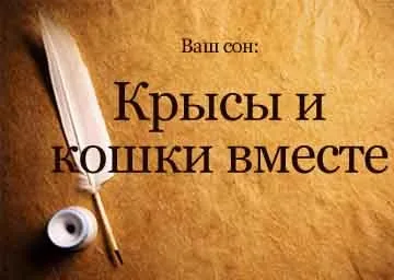 Сонник щури і кішки разом уві сні бачити до чого сняться (кішка щур миша сонник снитися що ловити зловила разом) Сонник щури і кішки разом уві сні бачити до чого сняться