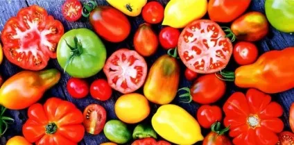 Сорти помідорів для Підмосков'я опис, фото, відгуки (помідорів) Сорти помідорів для Підмосков'я опис, фото, відгуки