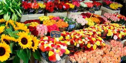 Сонник купувати квіти до чого сниться купувати квіти уві сні (купувати) Сонник купувати квіти до чого сниться купувати квіти уві сні