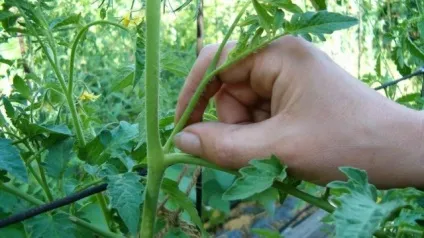 Сорти помідорів для Підмосков'я опис, фото, відгуки (фото) Сорти помідорів для Підмосков'я опис, фото, відгуки