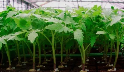 Сорти помідорів для Підмосков'я опис, фото, відгуки (фото) Сорти помідорів для Підмосков'я опис, фото, відгуки