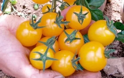 Сорти і гібриди низькорослих томатів для будь-якого типу грунту (гібриди) Сорти і гібриди низькорослих томатів для будь-якого типу грунту