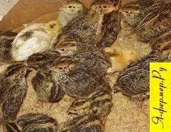 Поради початківцям перепеловодов (початківцям) Поради початківцям перепеловодов