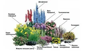 Створення клумби з багаторічників своїми руками, основні принципи та схеми (руками) Створення клумби з багаторічників своїми руками, основні принципи та схеми