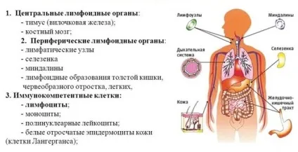 Специфічні фактори захисту організму (захисту) Специфічні фактори захисту організму
